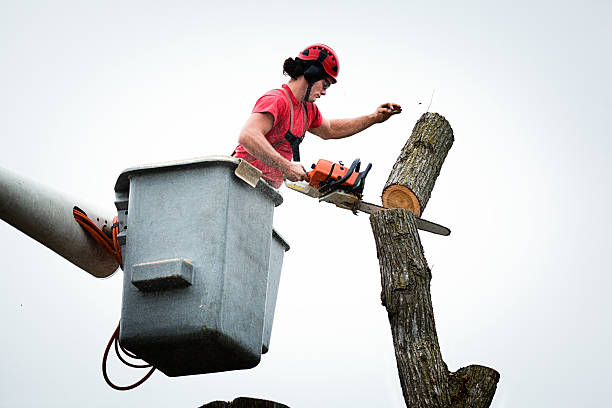 Trusted Vinton, IA Tree Removal Services Experts