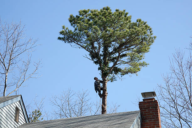 Tree and Shrub Care in Vinton, IA